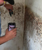 Mold Assessment Guide: 7 Things Homeowners Should Know