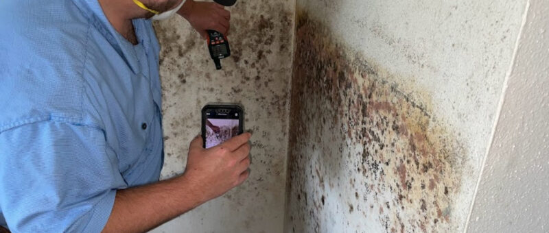 Mold Assessment Guide