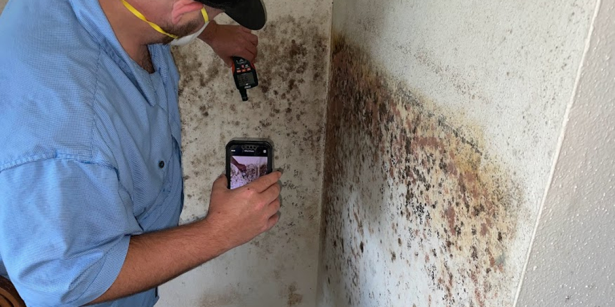 Mold Assessment Guide
