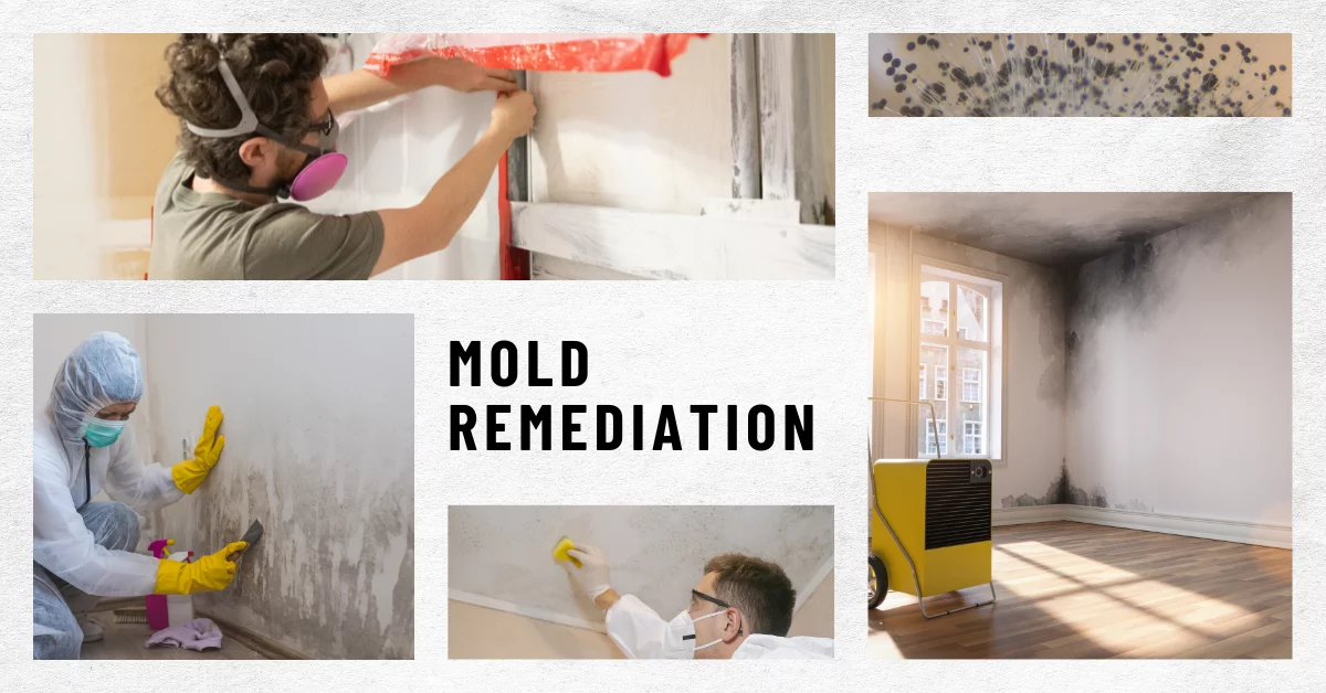 Mold Remediation Is Important